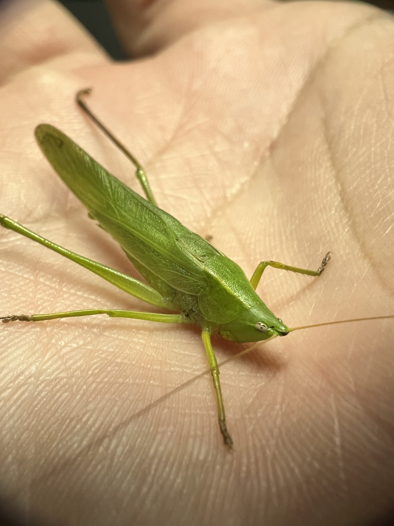 Neoconocephalus conehead katydid on a hand