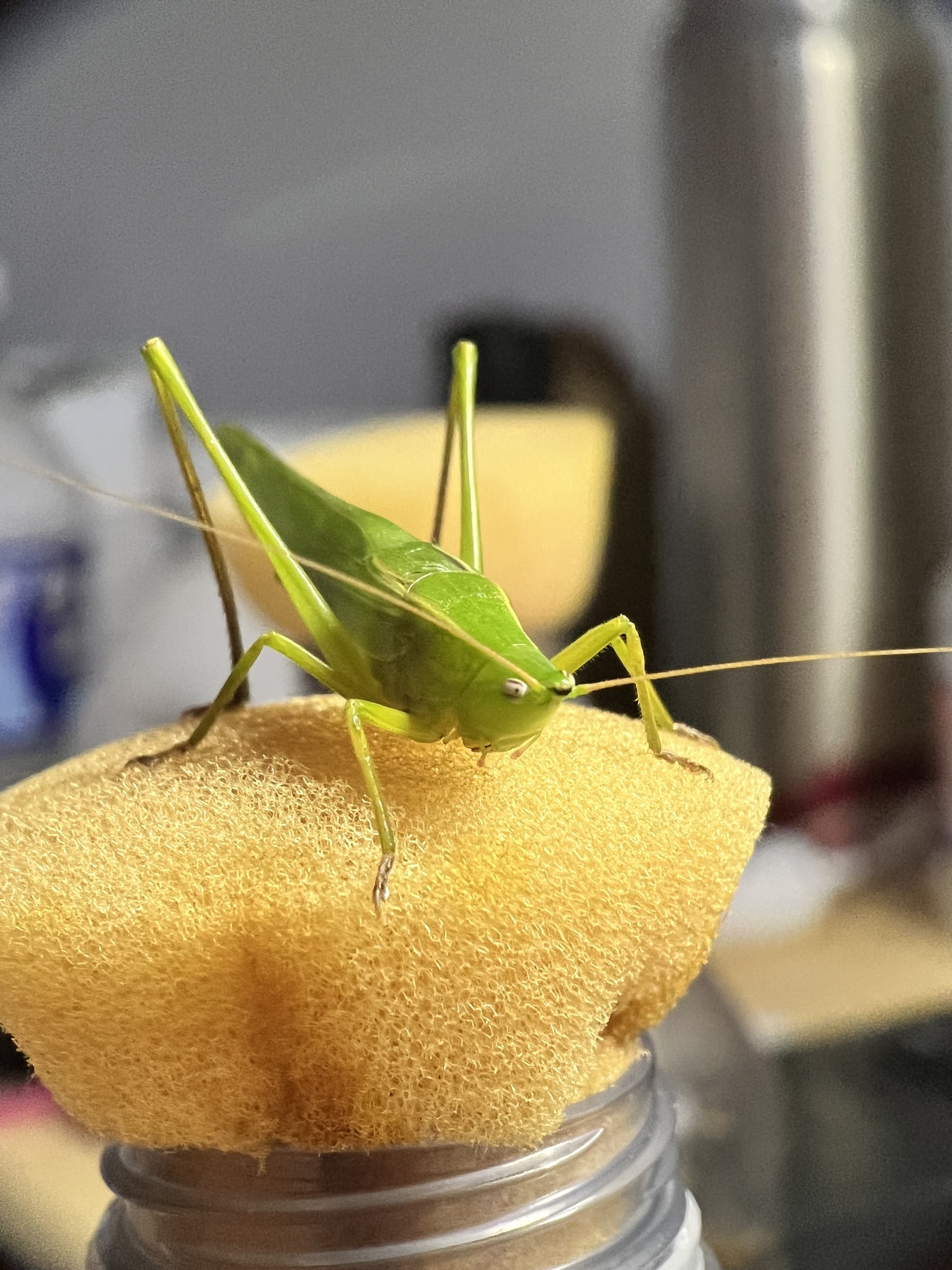 Neoconocephalus conehead katydid on a yellow sponge