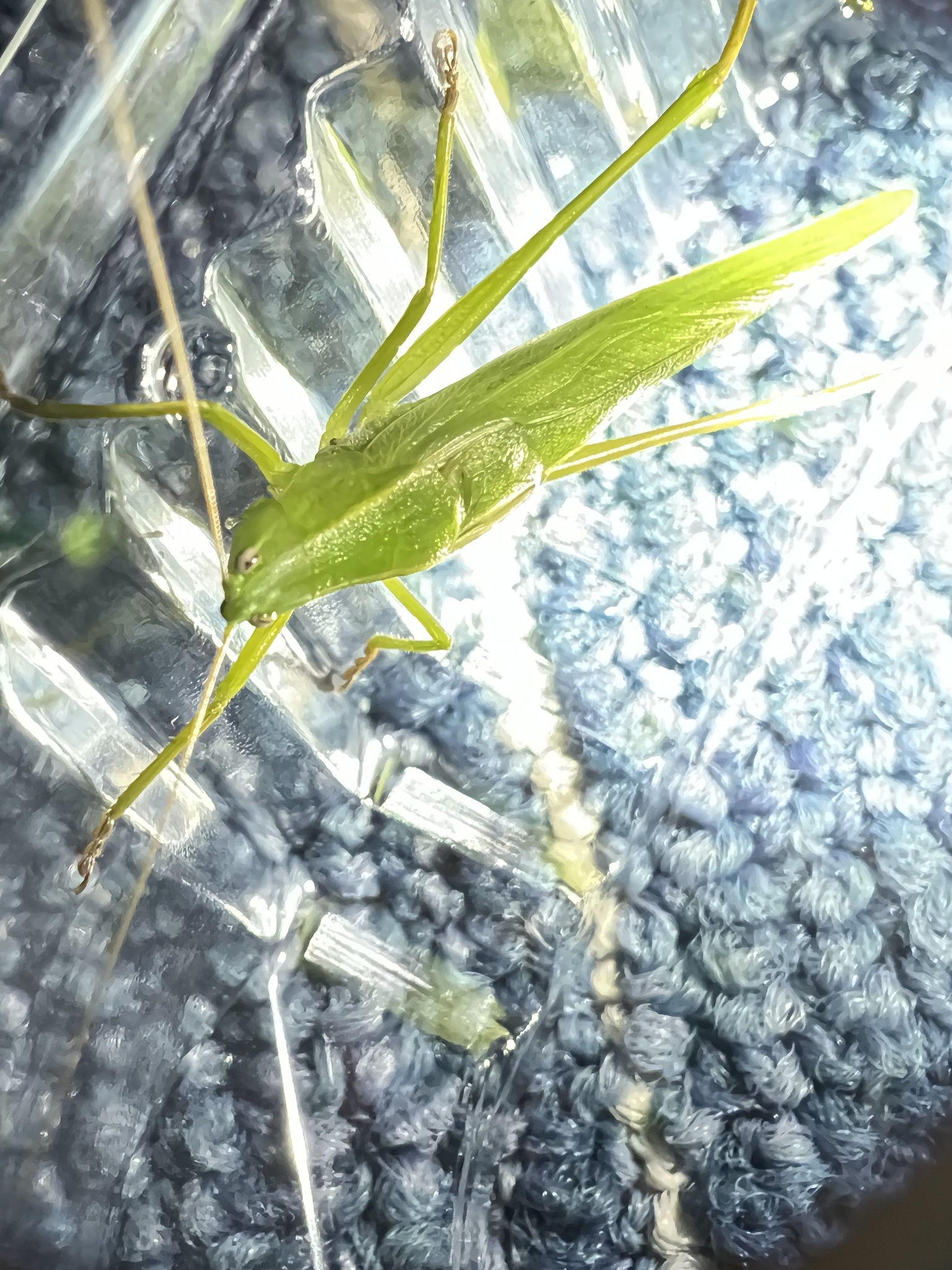 Neoconocephalus conehead katydid on blue fabric