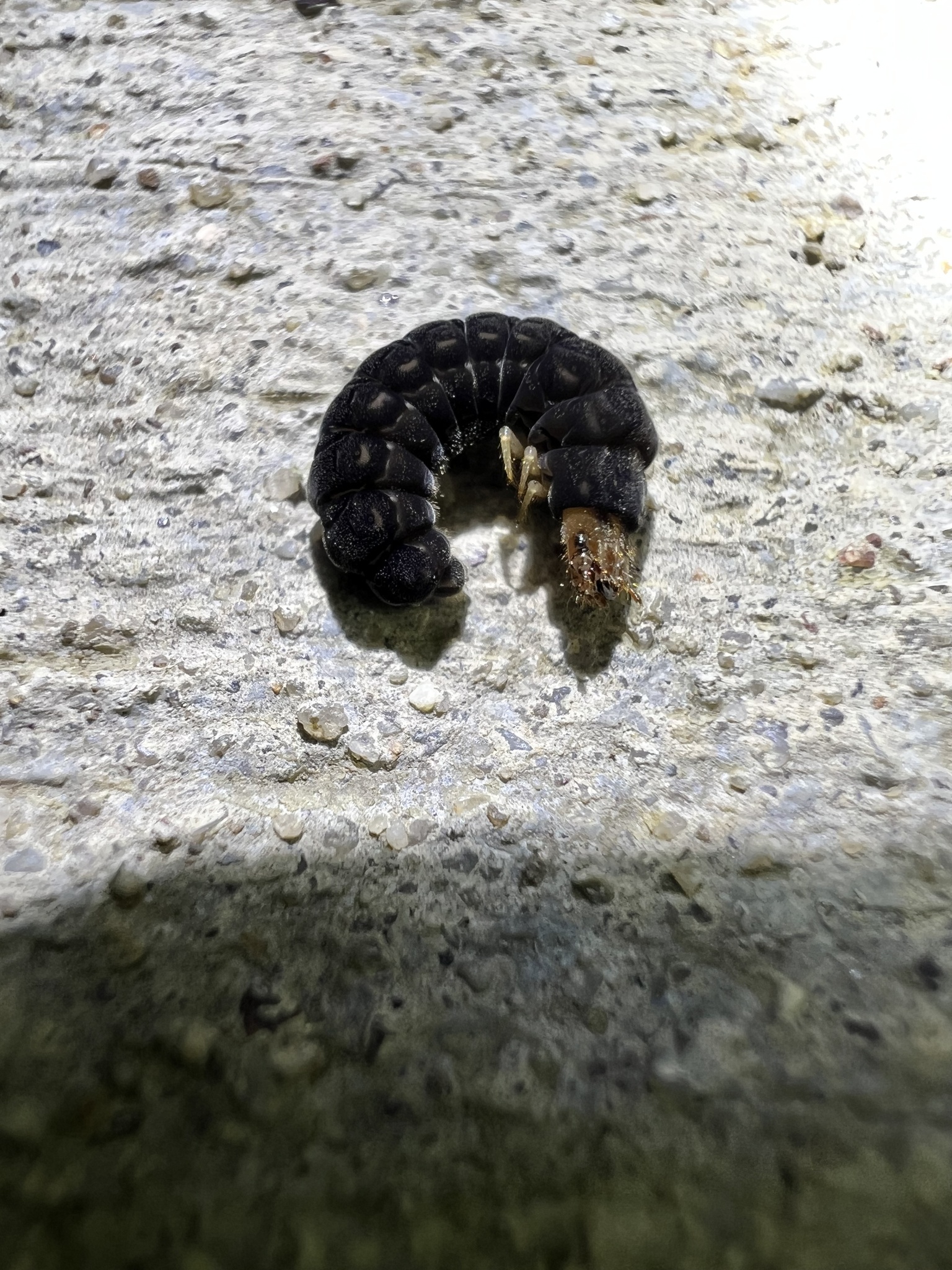 Chauliognathus pensylvanicus larva on concrete, side view