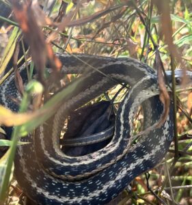 Common Garter Snake (Thamnophis sirtalis)