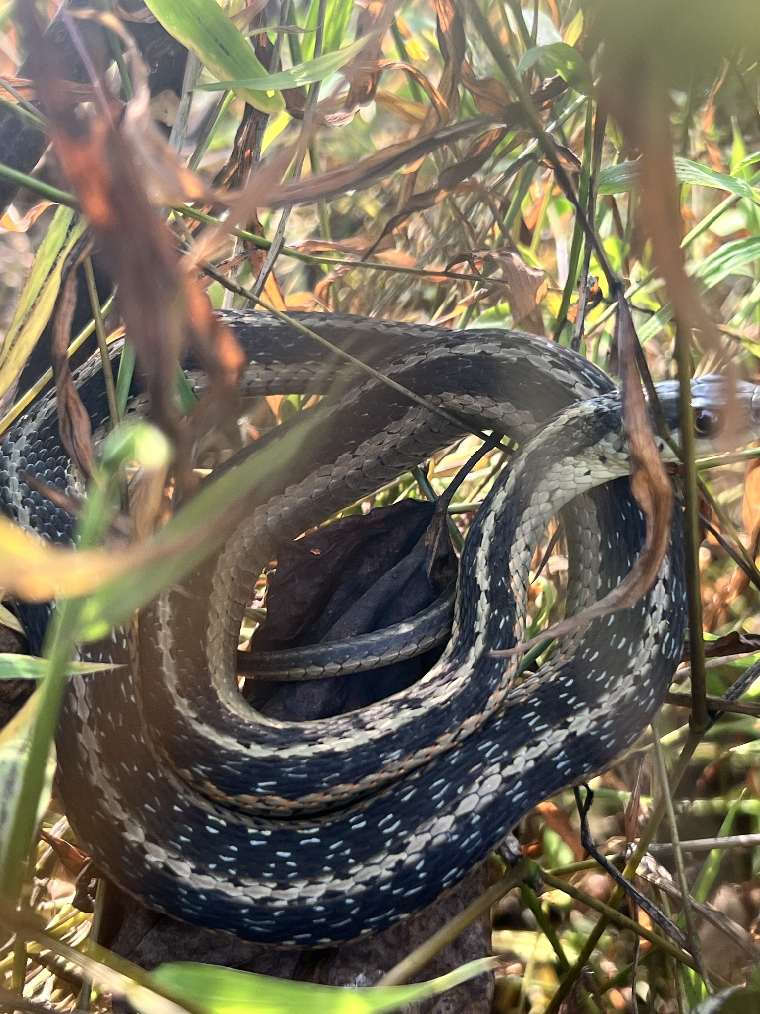 Common garter snake coiled in dry grass
