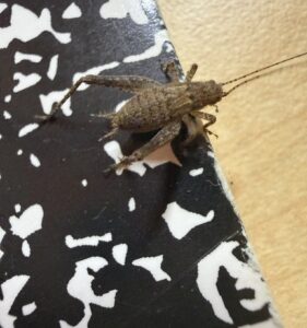 Jumping Bush Cricket (Hapithus saltator)
