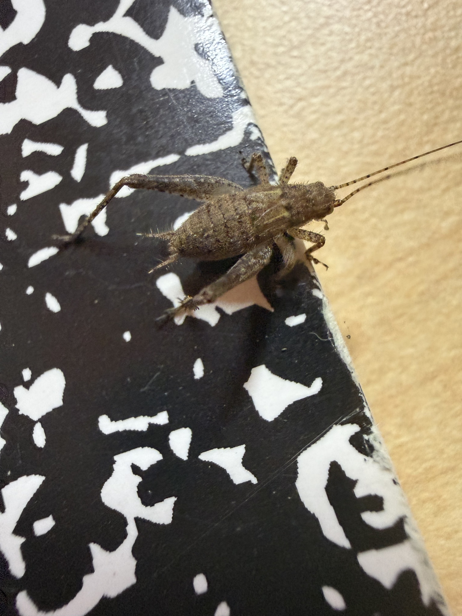 Hapithus saltator jumping bush cricket resting on a leaf