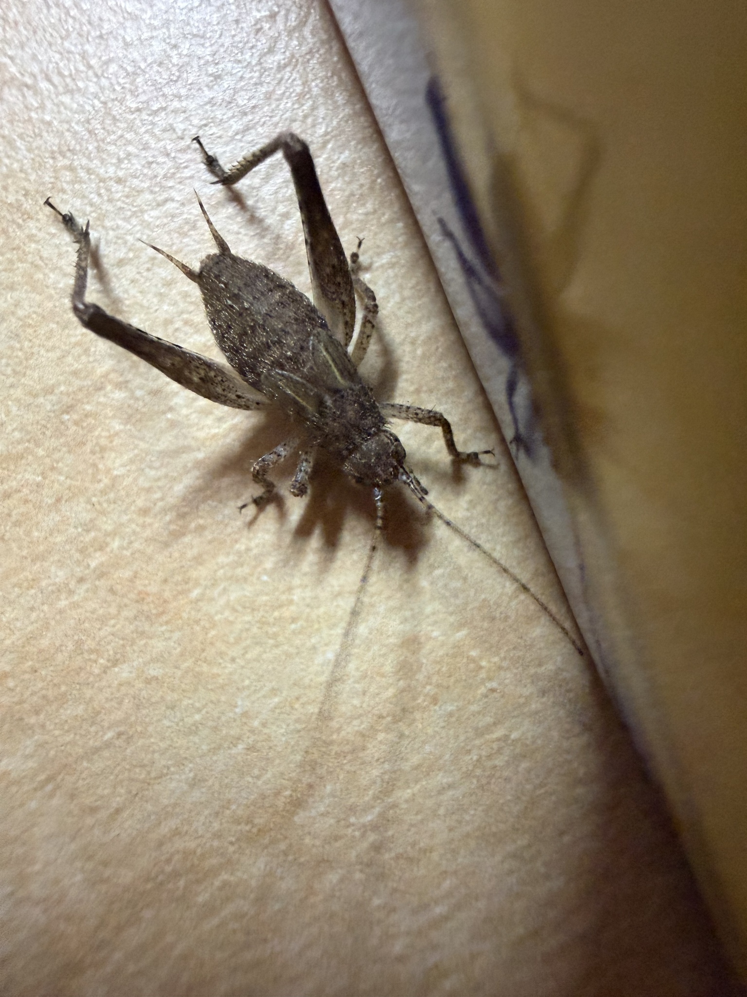 Jumping bush cricket on a light surface