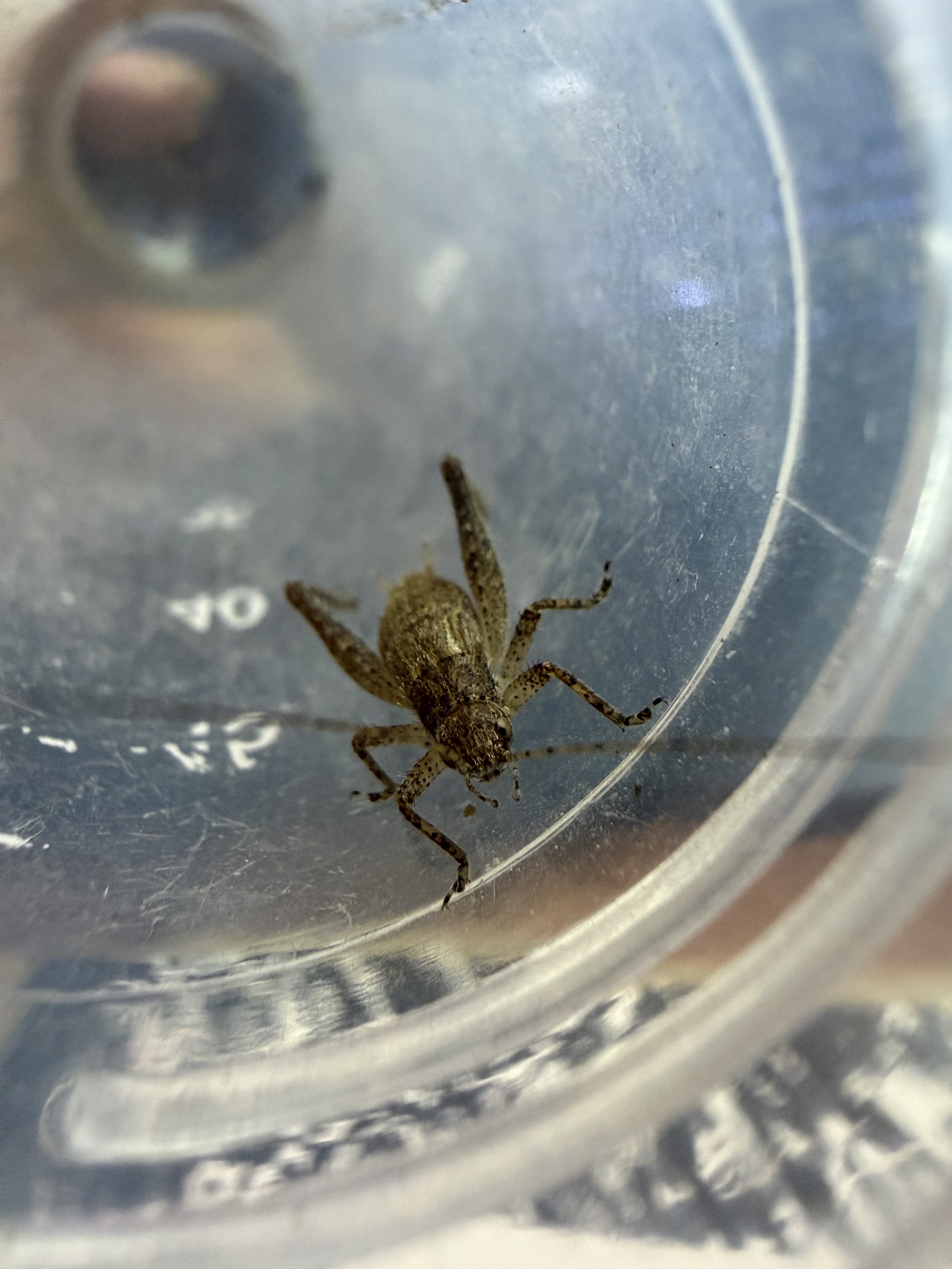 Jumping bush cricket close-up