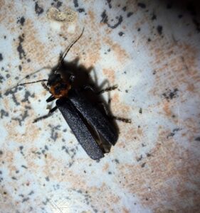 花萤属 (Cantharis sp.)