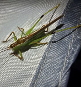 草螽亚科 (Conocephalinae)