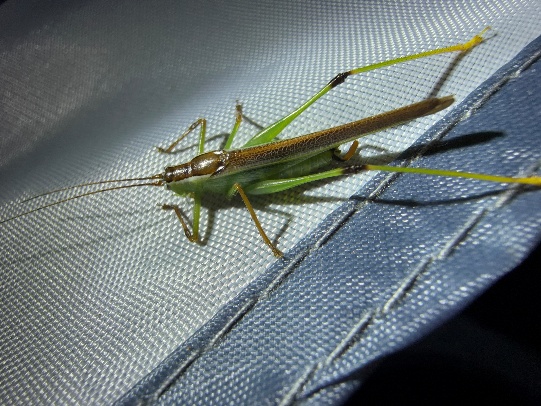 Conehead katydid Conocephalinae on stem