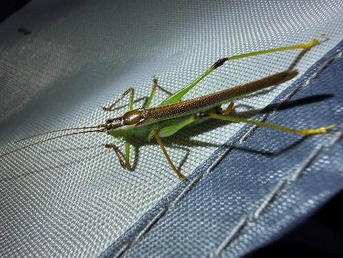 Conehead katydid Conocephalinae close-up