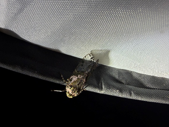 Limois kikuchii lanternfly on a stem