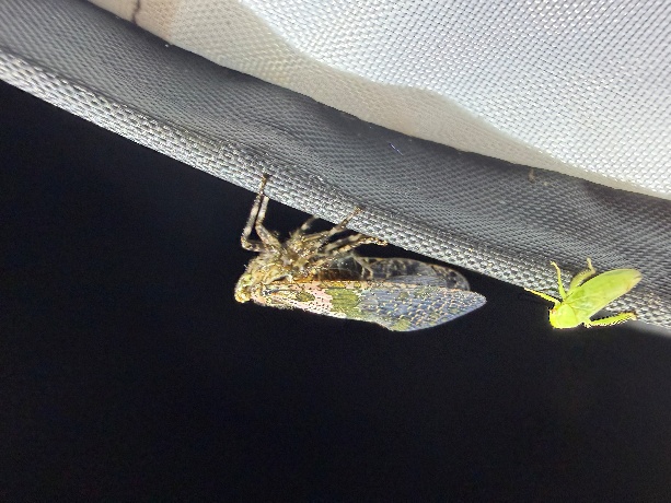 Limois kikuchii close view