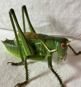 优雅蝈螽 (Gampsocleis gratiosa)