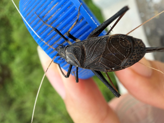 Meloimorpha japonica close-up
