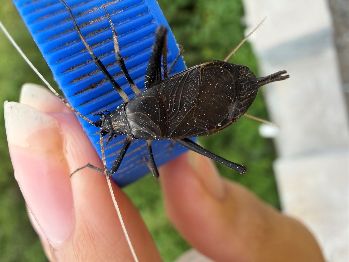 Meloimorpha japonica on blue cap