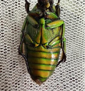 突花金龟属 (Heterorhina)