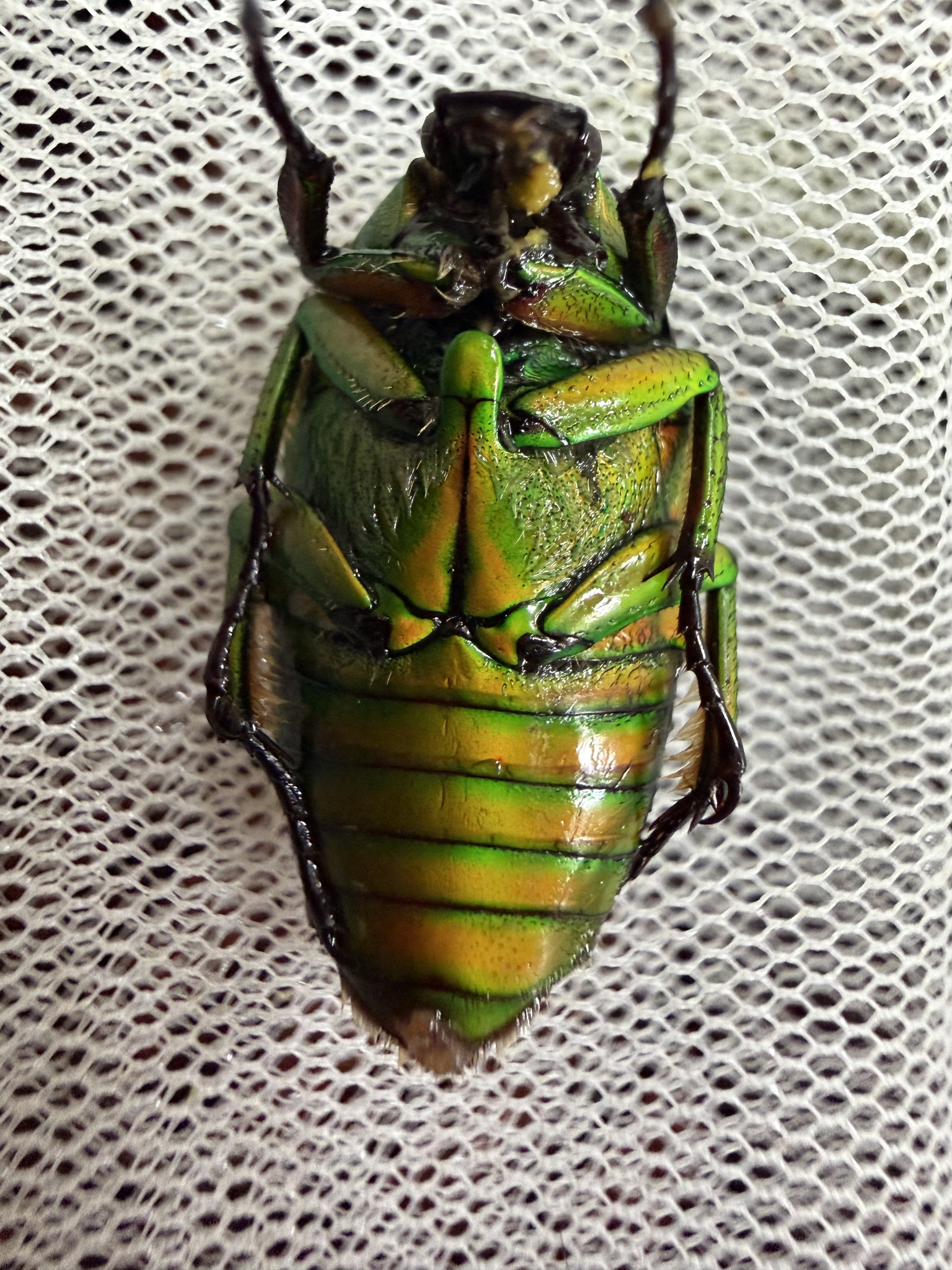 突花金龟属 (Heterorhina)