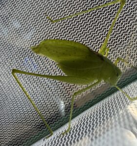 Oblong-winged Katydid (Amblycorypha oblongifolia)