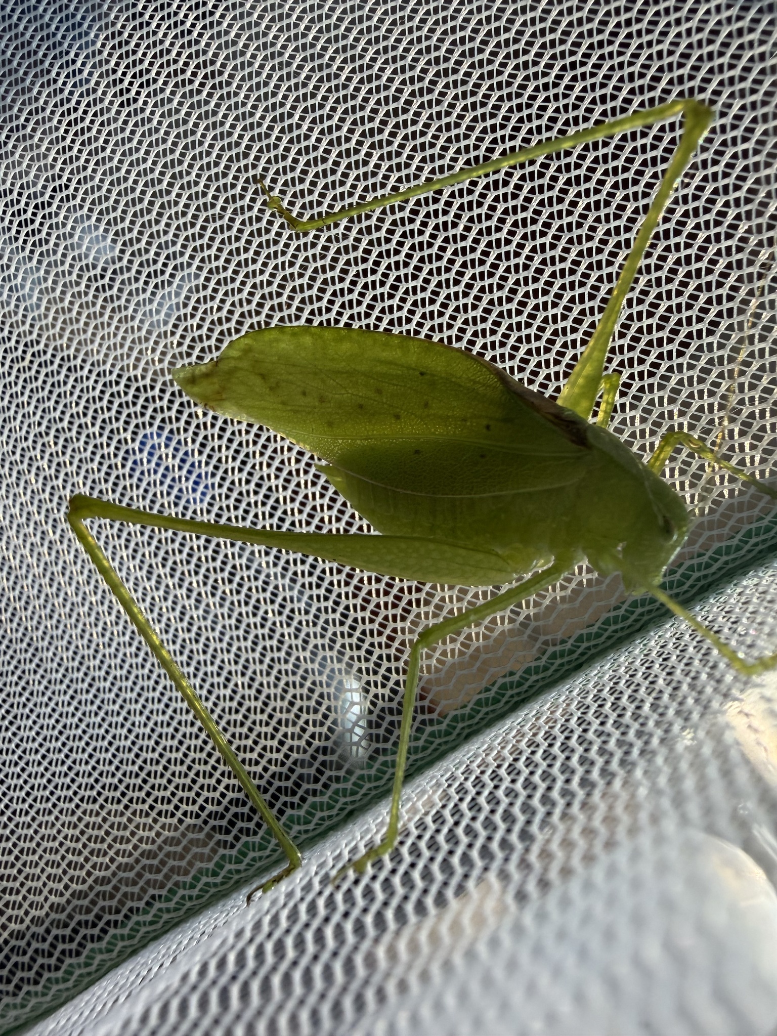 Oblong-winged Katydid (Amblycorypha oblongifolia)