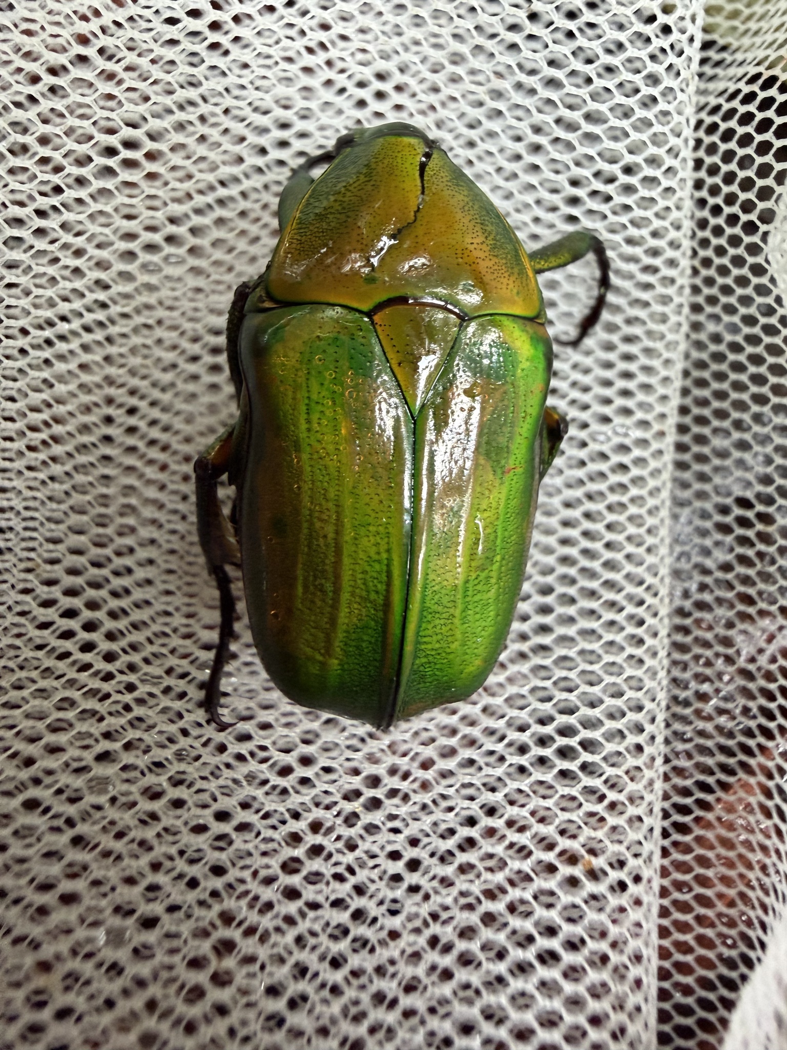 Close-up of the same beetle showing the pronotum, elytra, and a robust leg