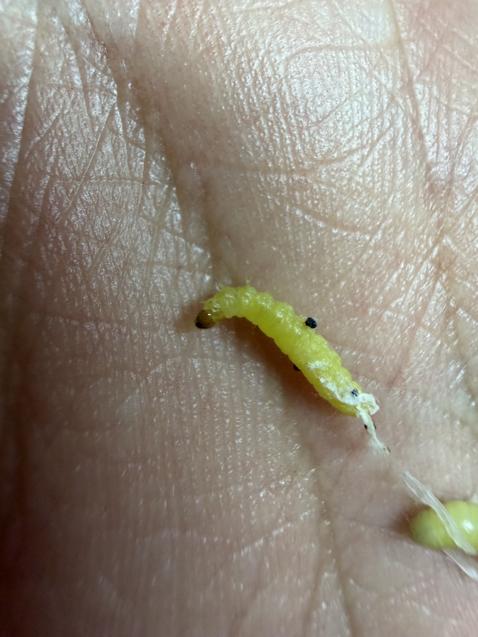 Plodia interpunctella photograph