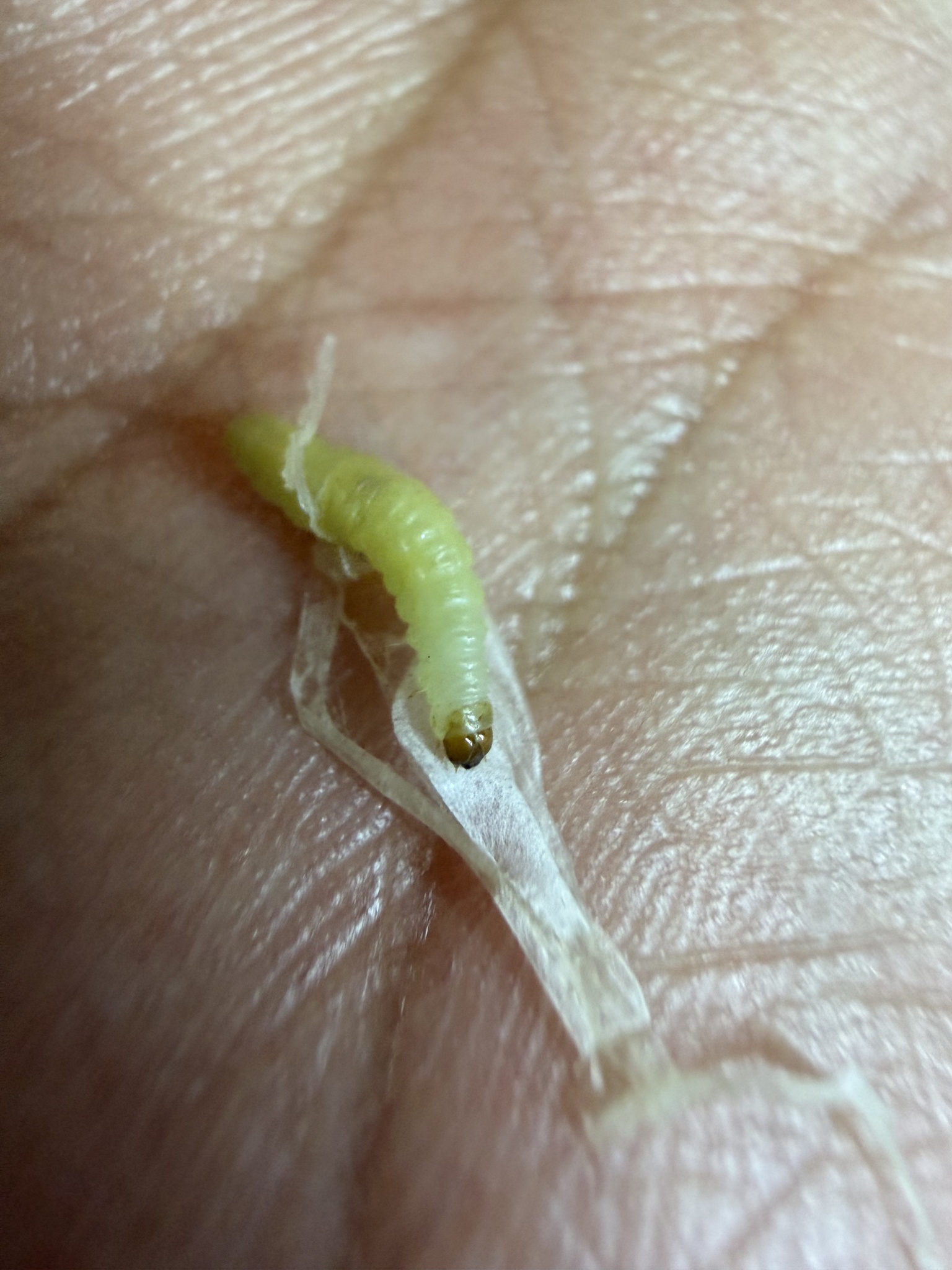 Plodia interpunctella photograph