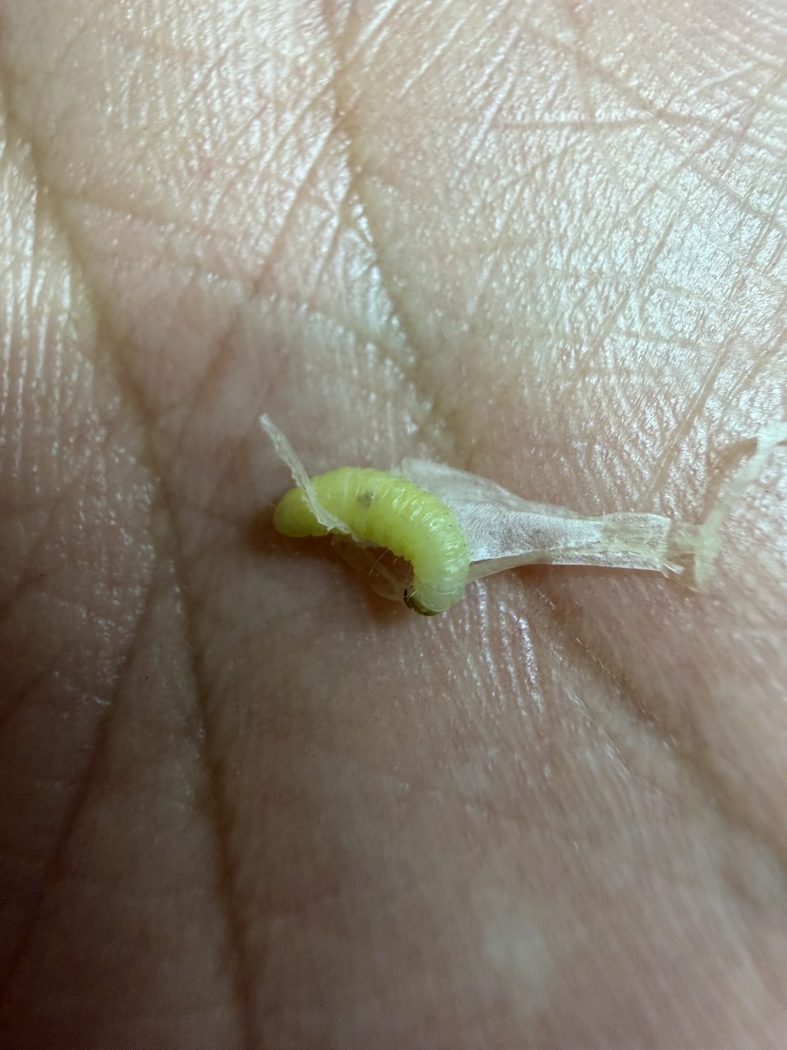 Plodia interpunctella photograph