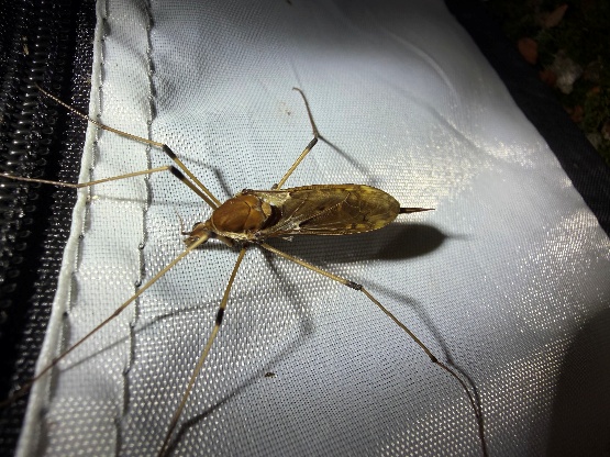 Crane fly Brithura nymphica side view
