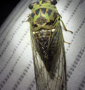 Dog-day Cicadas (Neotibicen)