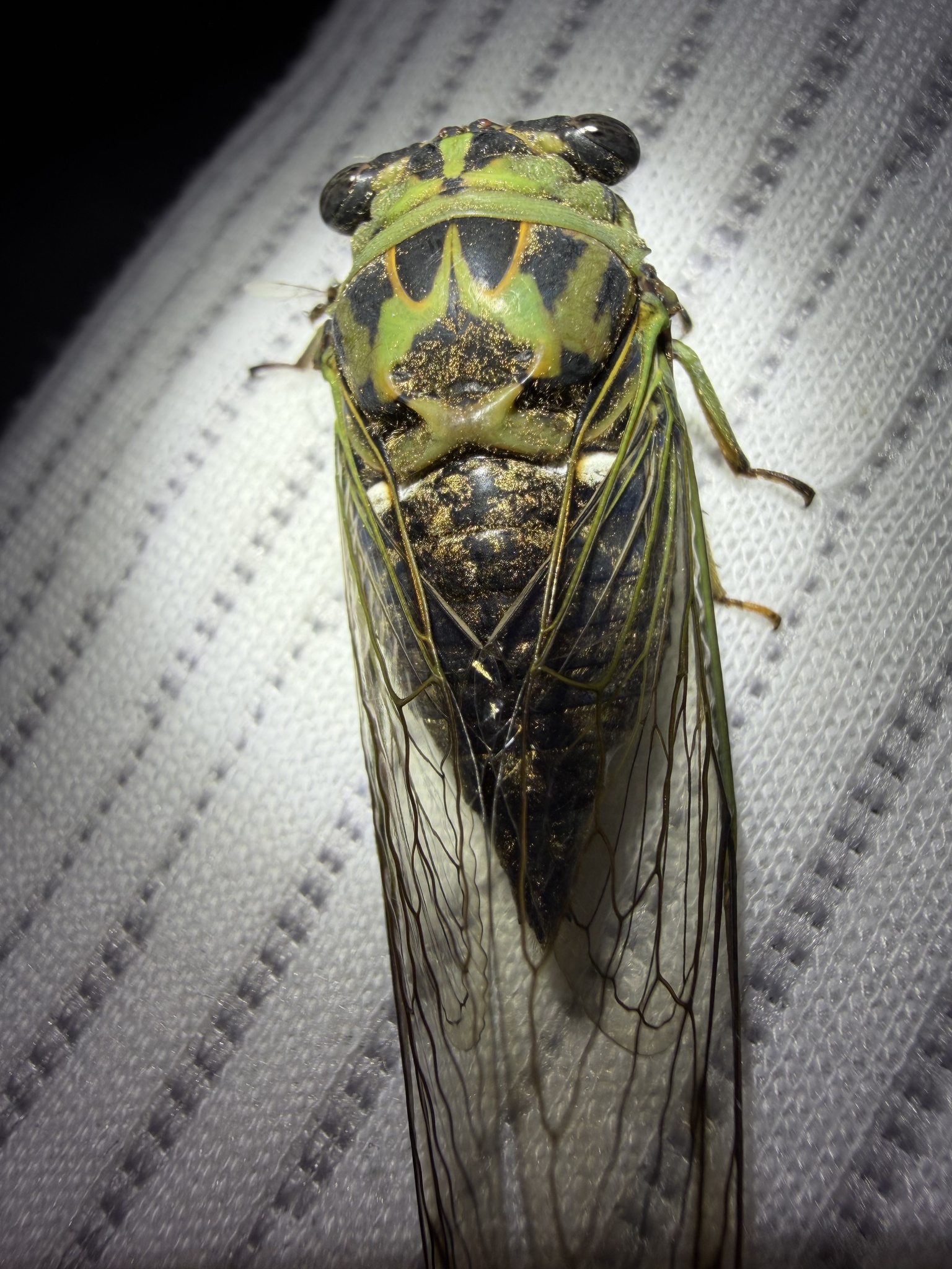Neotibicen photograph