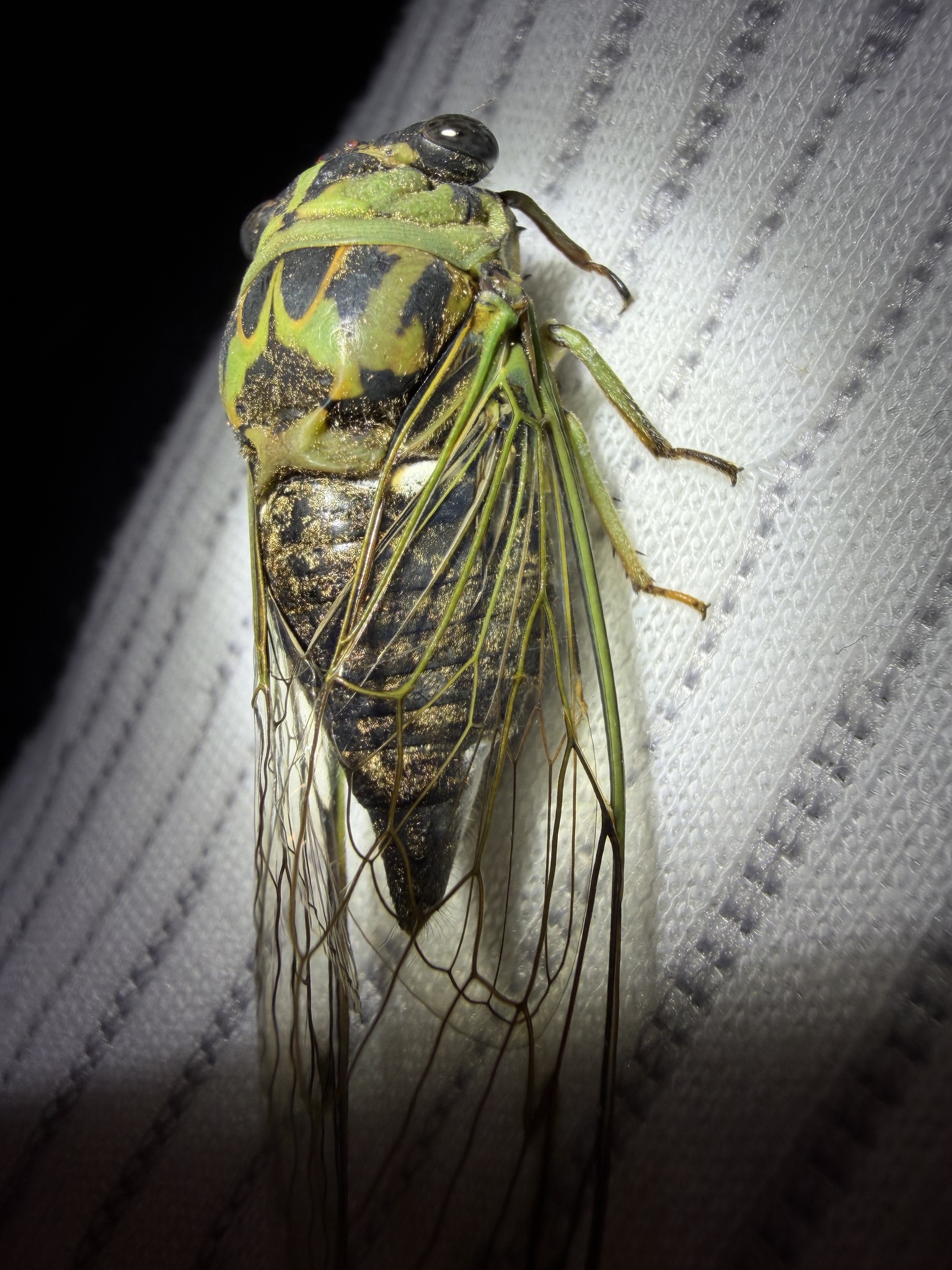 Neotibicen photograph