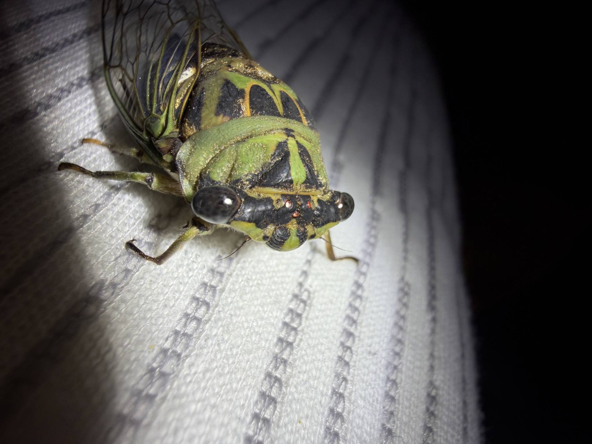 Neotibicen photograph