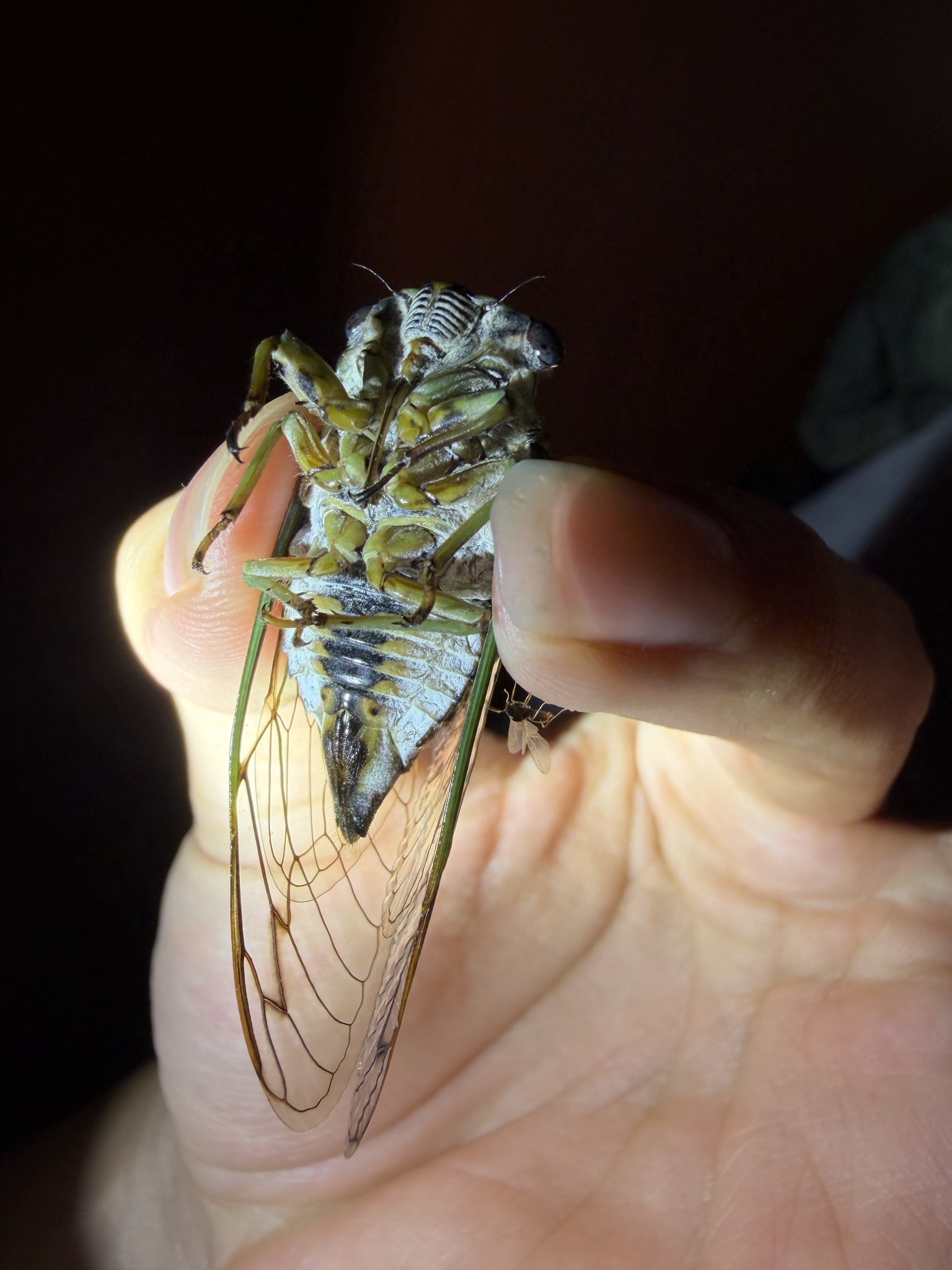 Neotibicen photograph