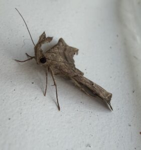 Litter Moths (Herminiinae)