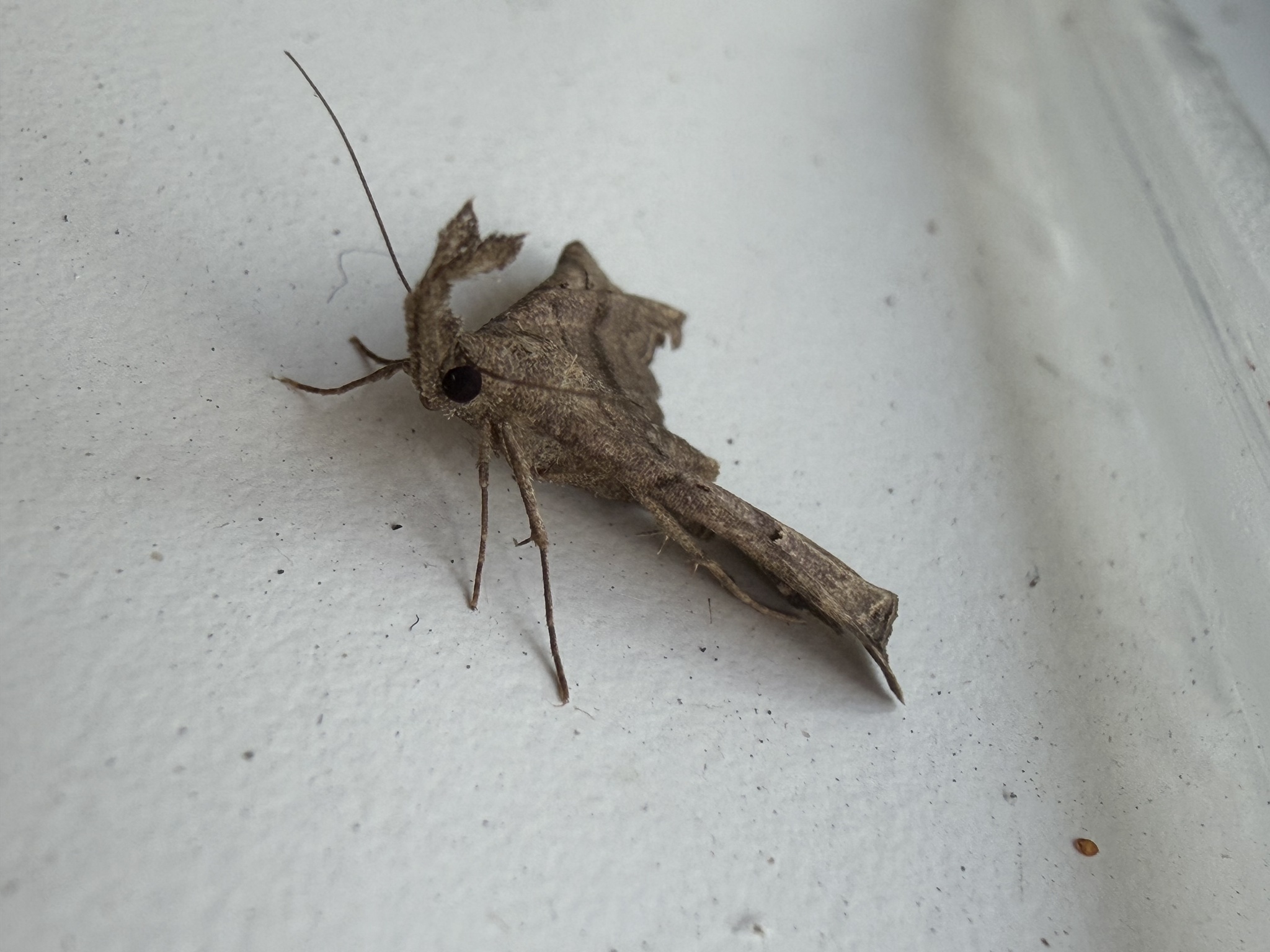 Herminiinae litter moth photograph