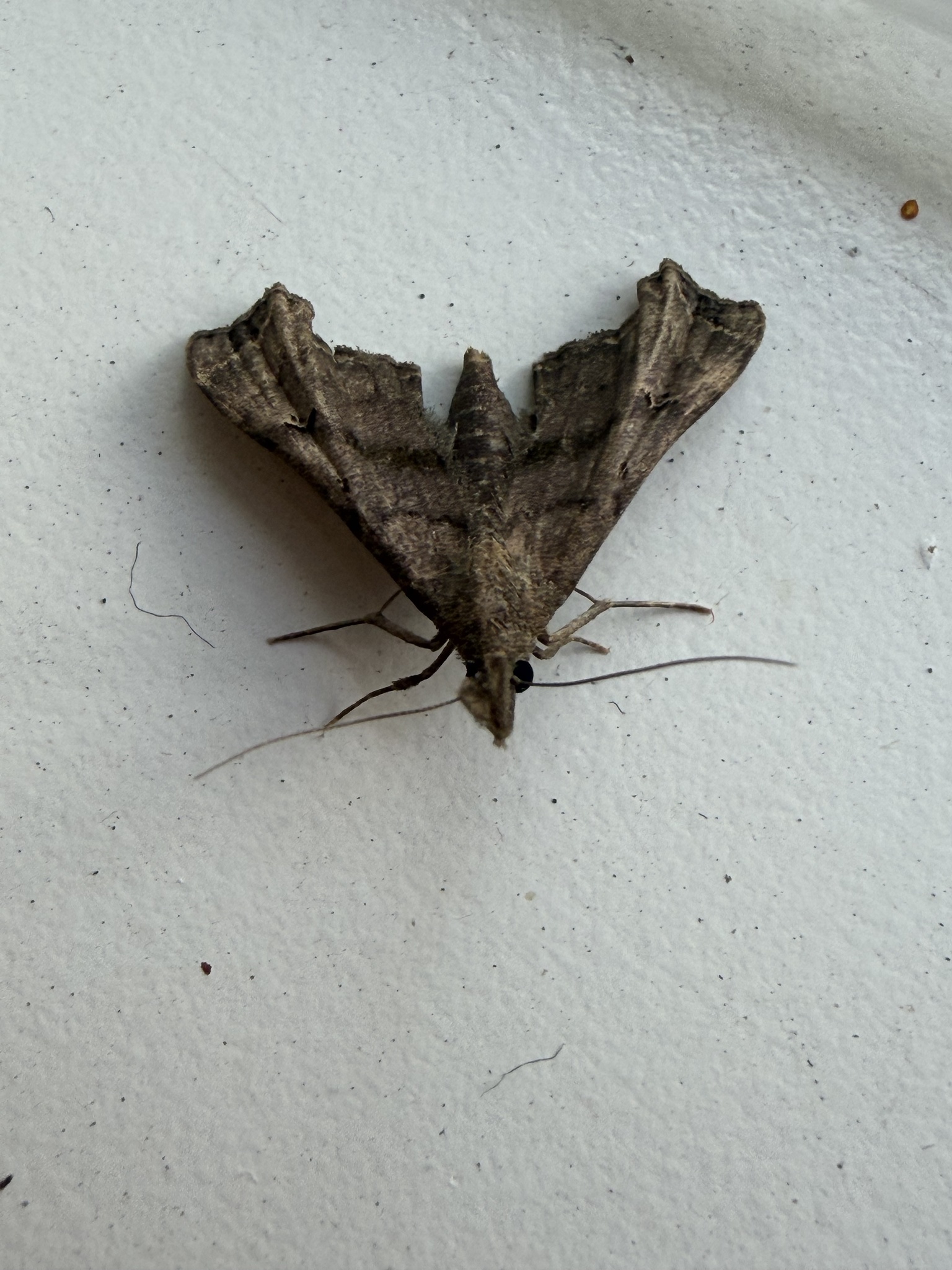 Herminiinae litter moth photograph