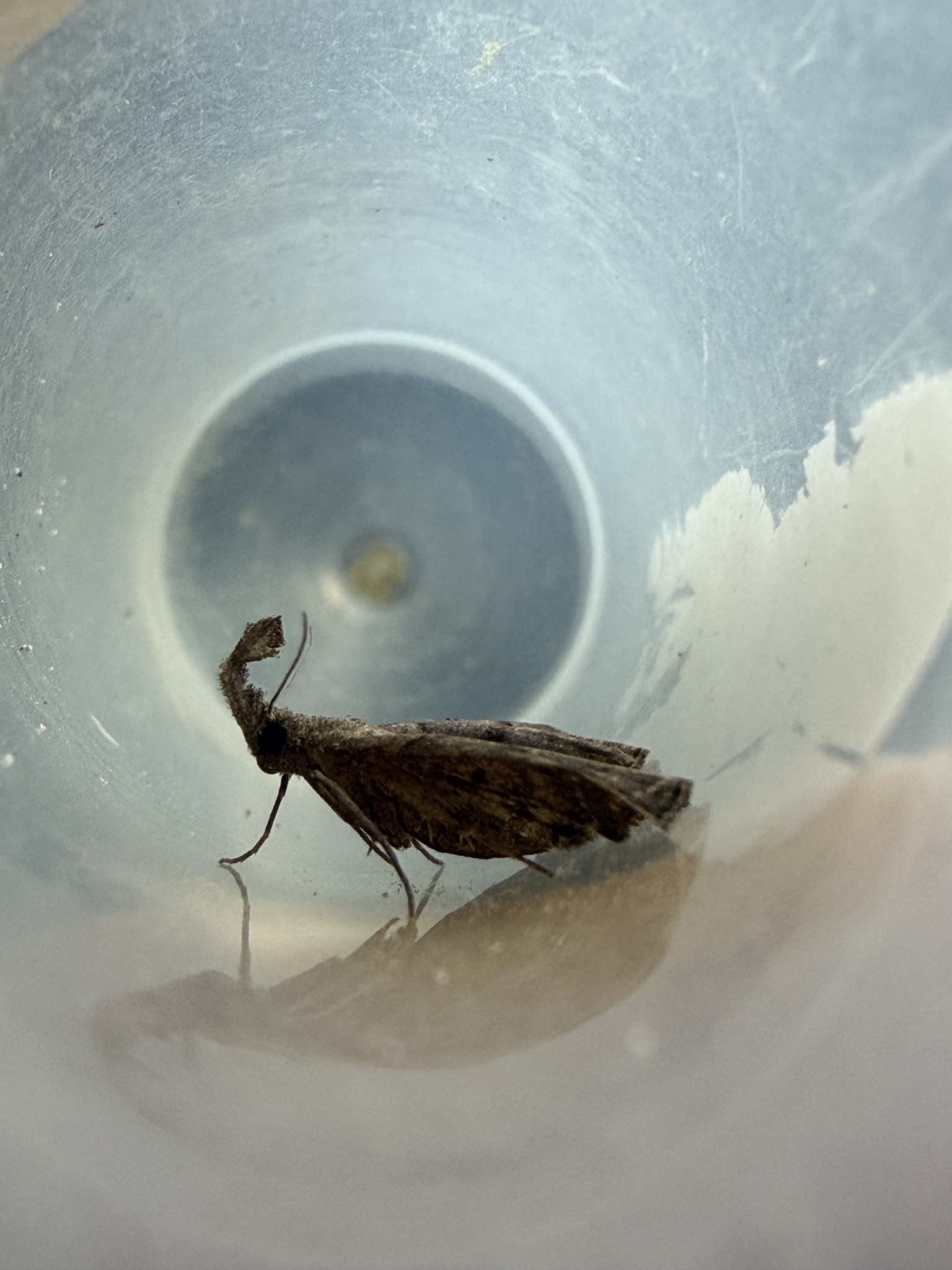 Herminiinae litter moth photograph