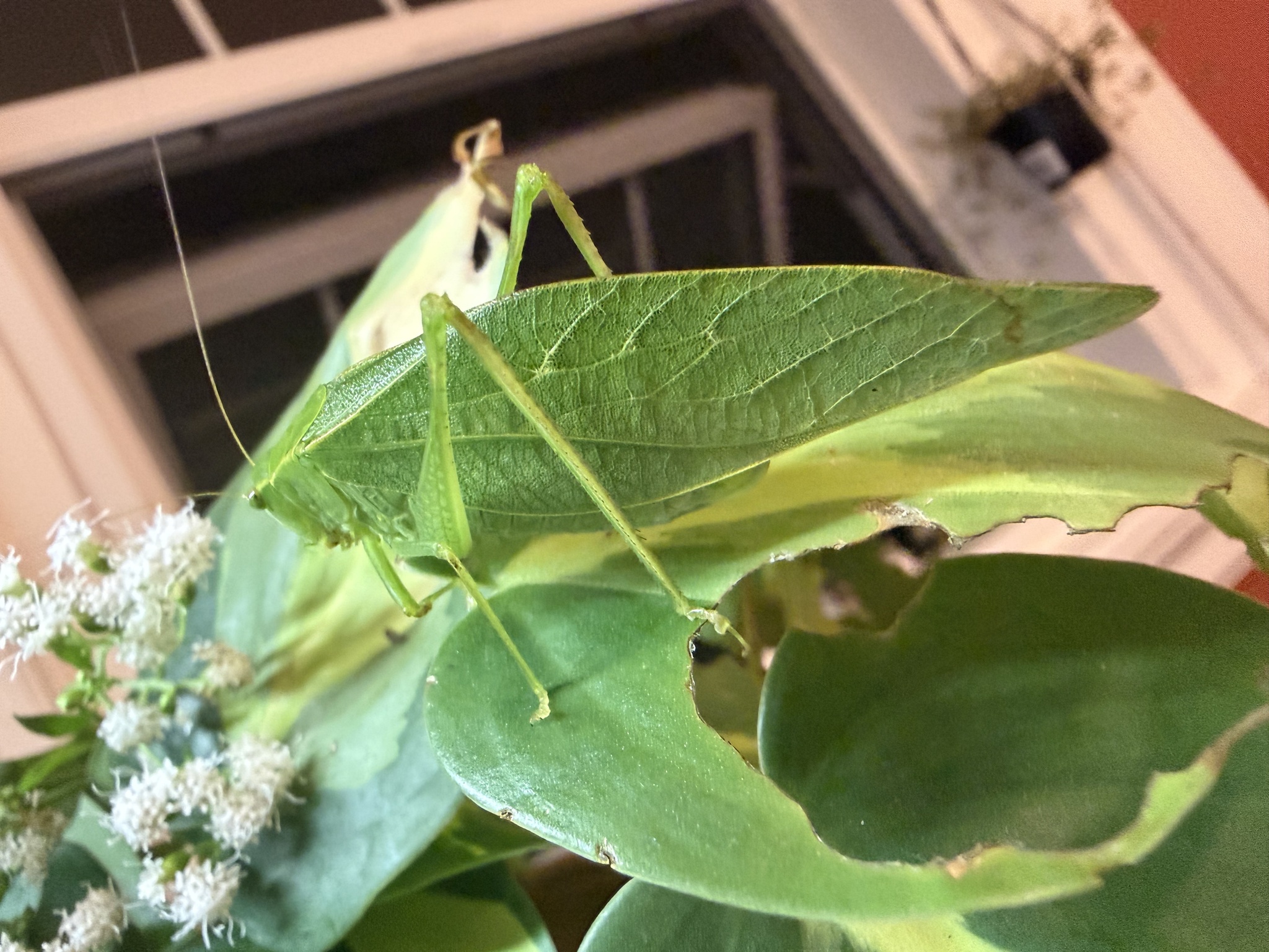 Microcentrum retinerve photograph