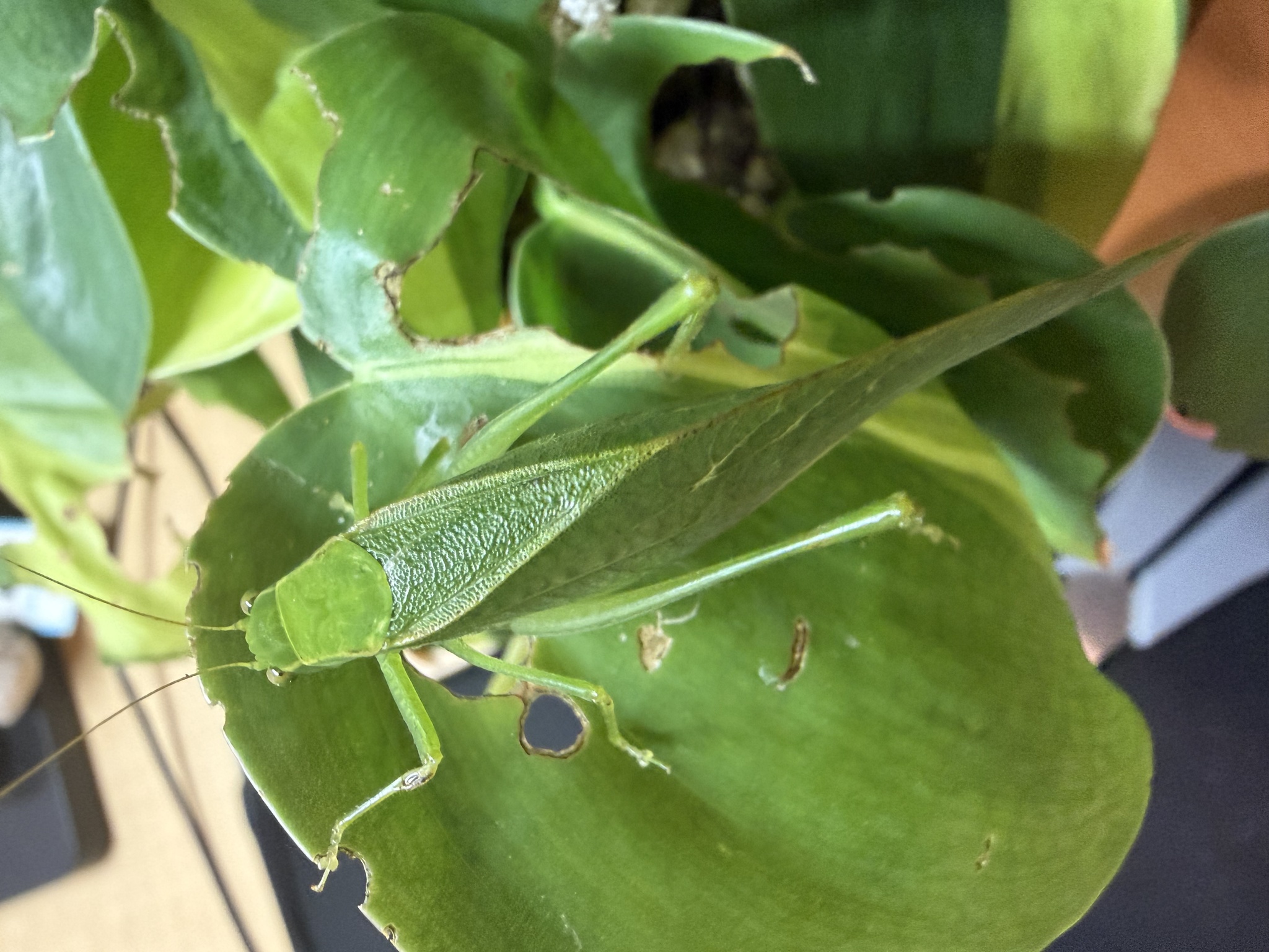 Microcentrum retinerve photograph