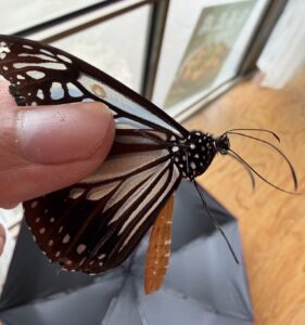 黑绢斑蝶 (Parantica melaneus)