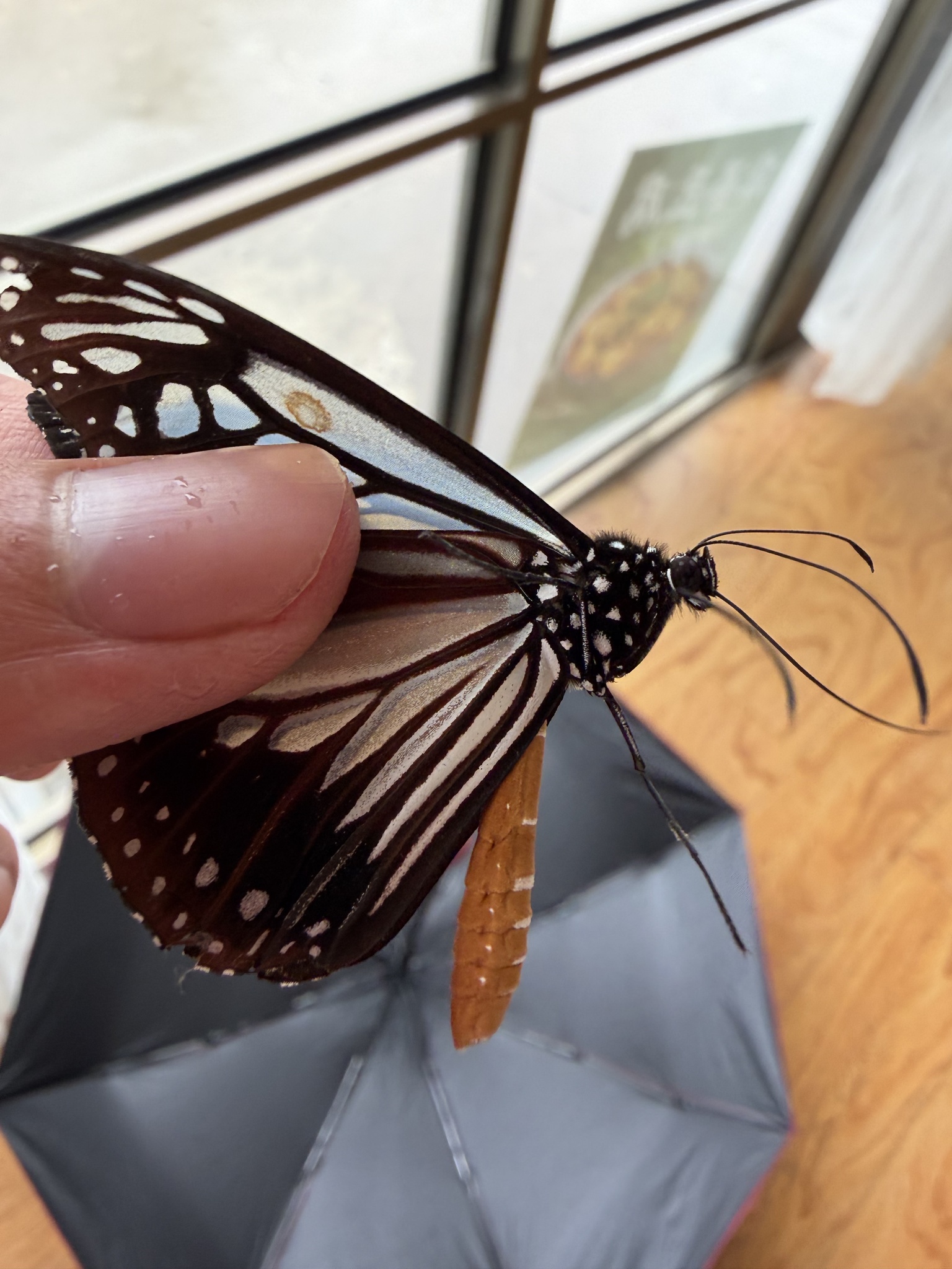 Chocolate tiger butterfly held gently, wings spread to show white-streaked pattern