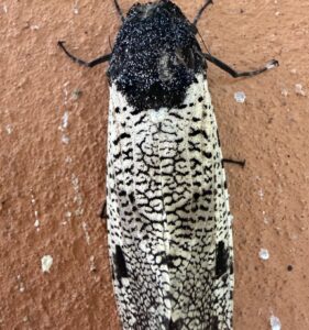 枭斑蠹蛾 (Xyleutes strix)