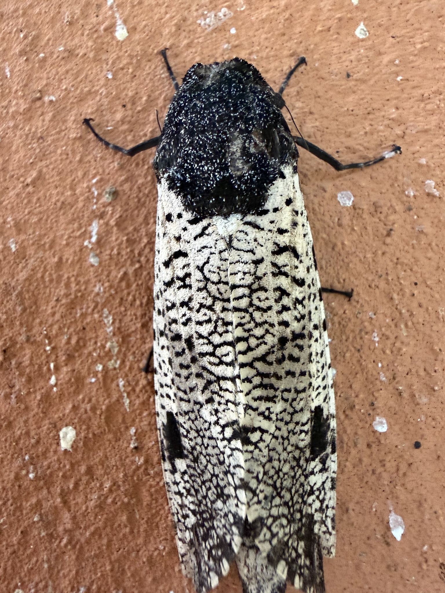Xyleutes strix moth with black-and-white marbled wings resting on a wall