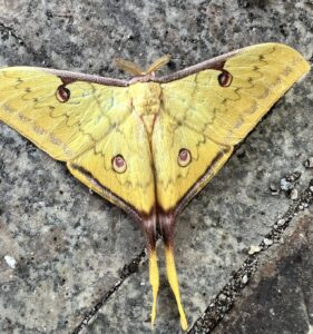拟华尾大蚕蛾 (Actias parasinensis)
