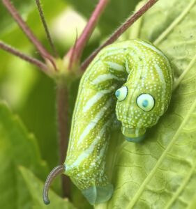 白肩天蛾 (Rhagastis albomarginata)