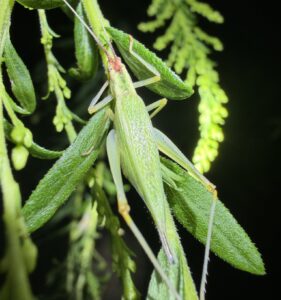 Broad-winged Tree Cricket (Oecanthus latipennis)