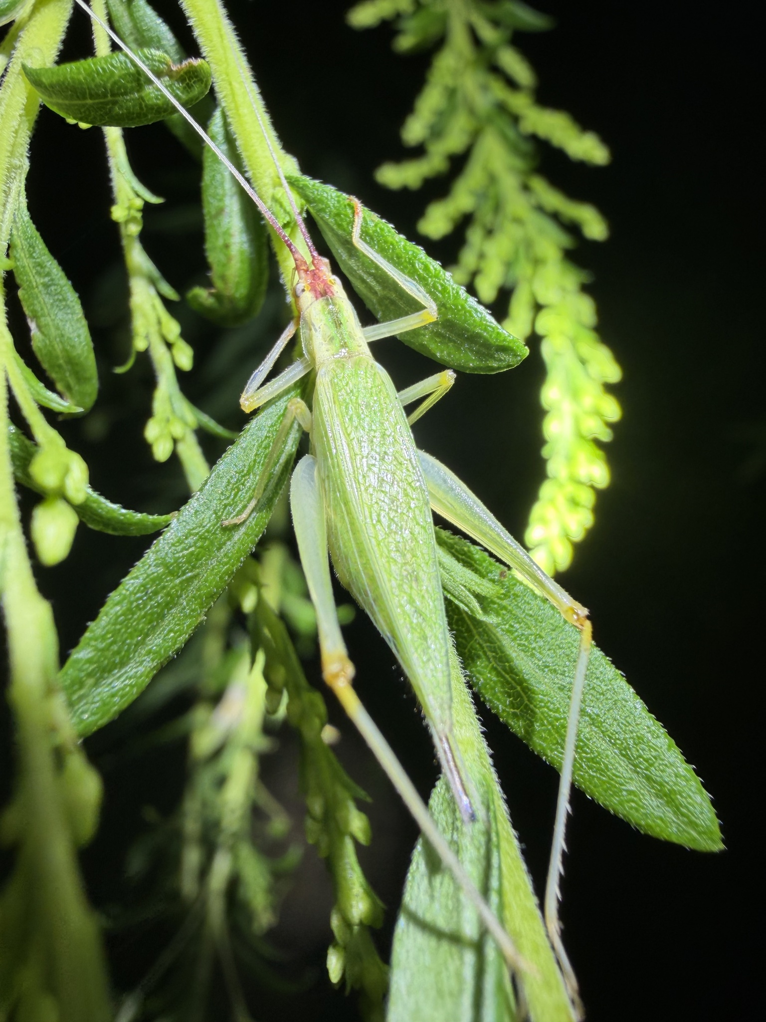Oecanthus latipennis broad-winged tree cricket photograph