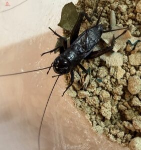 Fall Field Cricket (Gryllus pennsylvanicus)