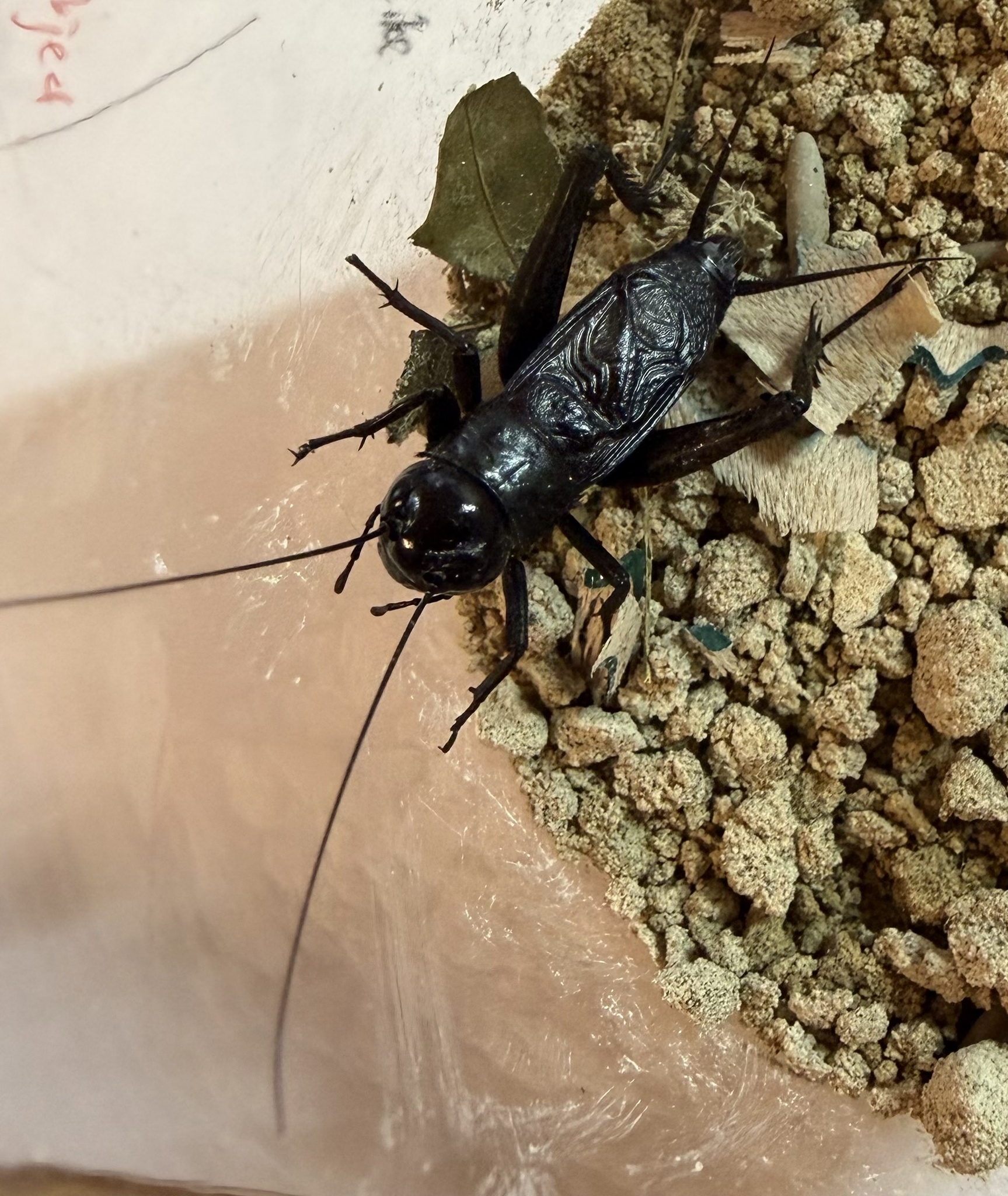 Gryllus pennsylvanicus photograph