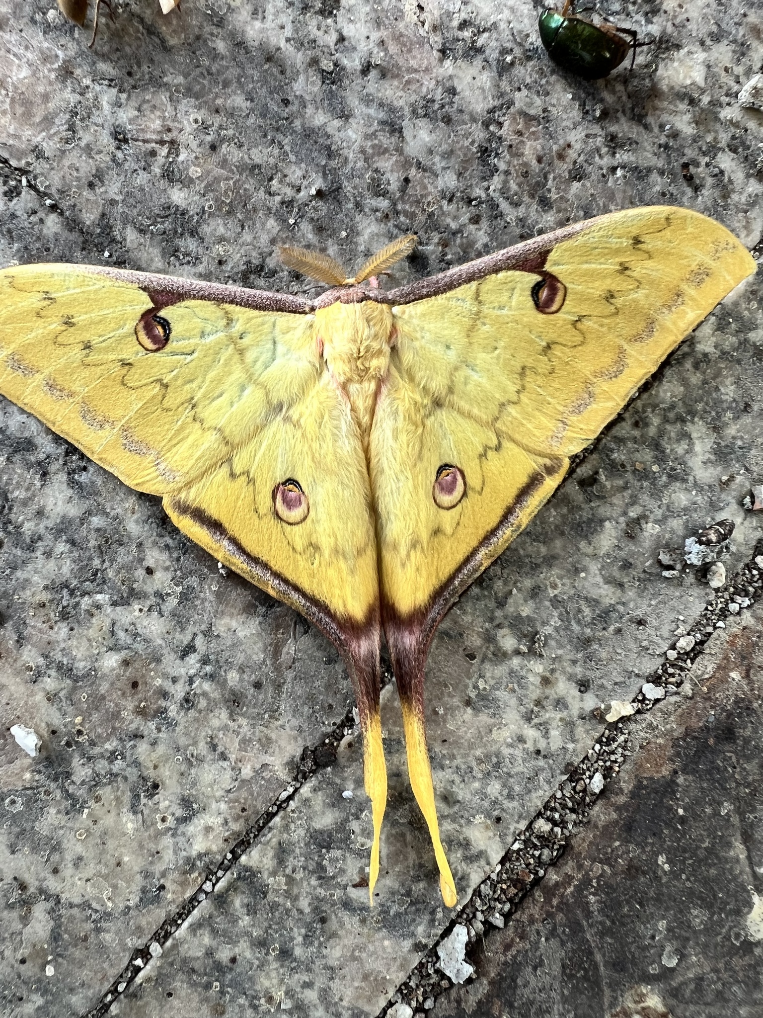 Actias parasinensis resting on a grey stone with wings spread